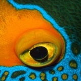 Blueface Angelfish's Eye