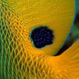 Blueface Angelfish's Skin