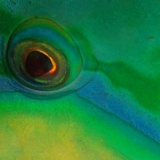 Bleeker Parrotfish's Eye