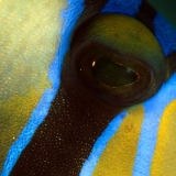 Picasso Triggerfish's Eye