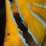Butterflyfish Face