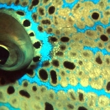 Filefish Abstract