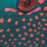 Parrotfish Detail