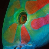 Sixbarred Wrasse Face
