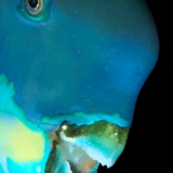 Steephead Parrotfish's Face