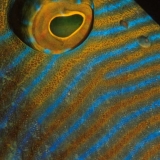 Trigerfish Eye Abstract
