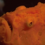 Frogfish Orange