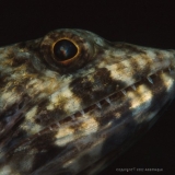 Lizardfish Synodus