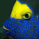 Bluefaced Angelfish