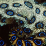 Blueringed Octopus