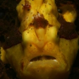 Clown Frogfish
